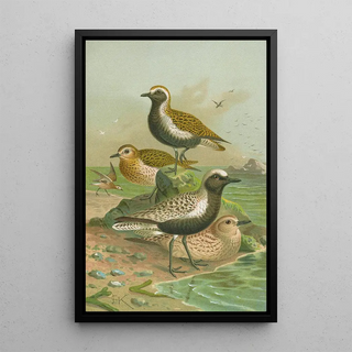Johann Friedrich Naumann - Charadrius pluvialis Charadrius squatarola.webp