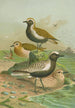 Charadrius pluvialis Charadrius squatarola - Johann Friedrich Naumann — näkymä teoksesta