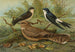 Hirondelle de fenêtre Engoulevent d'Égypte Lichtenstein - Johann Friedrich Naumann — näkymä teoksesta