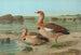 Chenalopex aegyptiacus maalaus - Johann Friedrich Naumann — näkymä teoksesta