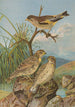 Chloris sinica Passer petronius - Johann Friedrich Naumann — näkymä teoksesta