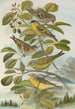 Chrysomitris spinus Chrysomitris citrinella Chrysomitris corsicanus - Johann Friedrich Naumann — näkymä teoksesta