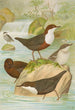 Cinclus cinclus aquaticus Cinclus cinclus Cinclus Pallasi Temm - Johann Friedrich Naumann — näkymä teoksesta