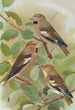 Coccothraustes coccothraustes - Johann Friedrich Naumann — näkymä teoksesta