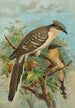 Coccystes glandarius - Johann Friedrich Naumann — näkymä teoksesta