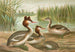 Johann Friedrich Naumannin Podiceps cristatus, huppupää-kyhmyjoutsen - Reproduction — näkymä teoksesta