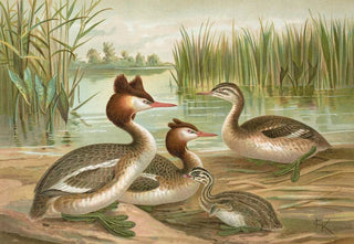 Johann Friedrich Naumann - Colymbus cristatus Grosser Lappentaucher.webp