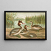 Johann Friedrich Naumannin Podiceps cristatus, huppupää-kyhmyjoutsen - Reproduction — kehystetty taideteos seinällä