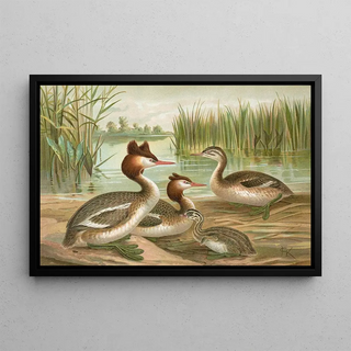 Johann Friedrich Naumann - Colymbus cristatus Grosser Lappentaucher.webp