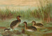 Johann Friedrich Naumann — näkymä teoksesta