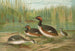 Colymbus nigricollis Brehm, mustakurkku-uikku - Johann Friedrich Naumann — näkymä teoksesta