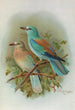 Coracias garrula - Johann Friedrich Naumann — näkymä teoksesta