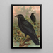 Corvus corax - Johann Friedrich Naumann — kehystetty taideteos seinällä