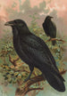 Corvus corax - Johann Friedrich Naumann — näkymä teoksesta