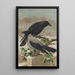 Corvus corone Corvus cornix - Johann Friedrich Naumann — kehystetty taideteos seinällä