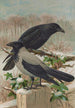 Corvus corone Corvus cornix - Johann Friedrich Naumann — näkymä teoksesta