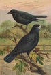 Corvus frugilegus - Johann Friedrich Naumann — näkymä teoksesta