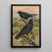 Corvus frugilegus - Johann Friedrich Naumann — kehystetty taideteos seinällä