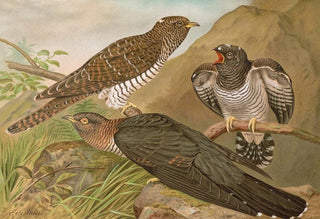 Johann Friedrich Naumann - Cuculus canorus L.webp