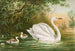 Cygnus cygnus - Johann Friedrich Naumann — näkymä teoksesta