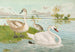 Johann Friedrich Naumannin Cygnus olor - Maalaus — näkymä teoksesta