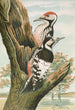 Dendrocopus leuconotus - Johann Friedrich Naumann — näkymä teoksesta
