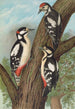 Dendrocopus major - Johann Friedrich Naumann — näkymä teoksesta
