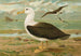 Diomedea melanophrys Boie Albatrossi mustavalkohäntäinen - Johann Friedrich Naumann — näkymä teoksesta