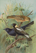 Dolichonyx oryzivorus Molothrus Cabanisii Cassin - Johann Friedrich Naumann — näkymä teoksesta