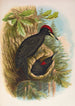Dryocopus martius - Johann Friedrich Naumann — näkymä teoksesta