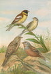 Emberiza aureola Pall Emberiza caesia Cretschmar - Johann Friedrich Naumann — näkymä teoksesta