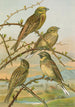Emberiza citrinella Emberiza cirlus - Johann Friedrich Naumann — näkymä teoksesta