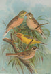 Emberiza hortulana Emberiza luteola Sparrm Emberiza chrysophrys Pall - Johann Friedrich Naumann — näkymä teoksesta