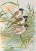 Emberiza intermedia Michahelles Emberiza palustris Savi Emberiza pyrrhuloides Pall - Johann Friedrich Naumann — näkymä teoksesta