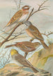 Emberiza leucocephala Gmel Emberiza cia Emberiza cinerea Strickl - Johann Friedrich Naumann — näkymä teoksesta