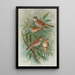 Emberiza rustica Pall Emberiza pusilla Pall - Johann Friedrich Naumann — kehystetty taideteos seinällä