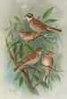 Emberiza rustica Pall Emberiza pusilla Pall - Johann Friedrich Naumann — näkymä teoksesta