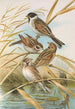 Emberiza schoeniclus - Johann Friedrich Naumann — näkymä teoksesta