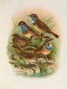 Erithacus cyaneculus - Johann Friedrich Naumann — näkymä teoksesta