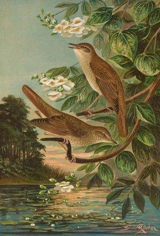 Johann Friedrich Naumann - Erithacus luscinia Erithacus philomela.webp