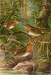 Erithacus rubeculus - Johann Friedrich Naumann — näkymä teoksesta