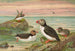Fratercula arctica L Macareux arctique - Johann Friedrich Naumann — näkymä teoksesta