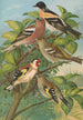 Fringilla montifringilla Fringilla coelebs Carduelis carduelis - Johann Friedrich Naumann — näkymä teoksesta