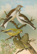Fringilla nivalis Chloris chloris - Johann Friedrich Naumann — näkymä teoksesta