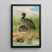 Fulica atra - Johann Friedrich Naumann — kehystetty taideteos seinällä
