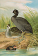 Fulica atra - Johann Friedrich Naumann — näkymä teoksesta