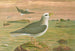 Fulmarus glacialis -merimetso, fulmarin - Johann Friedrich Naumann — näkymä teoksesta