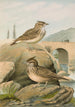 Galerida cristata Galerida Theklae - Johann Friedrich Naumann — näkymä teoksesta