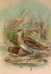 Gallinago gallinago - Johann Friedrich Naumann — näkymä teoksesta