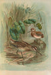 Gallinago gallinula - Johann Friedrich Naumann — näkymä teoksesta